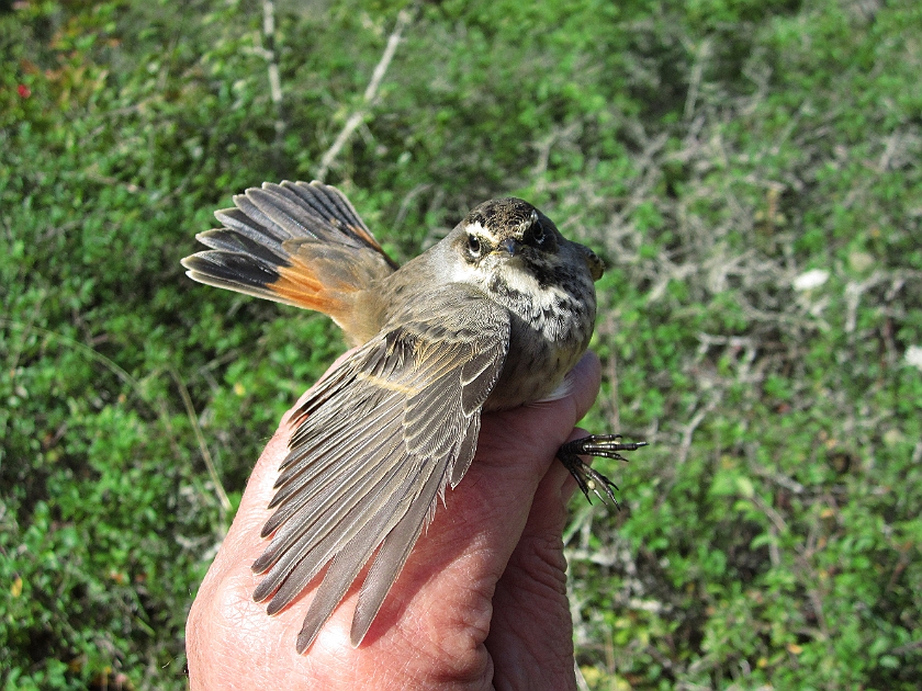 Bluethroat, Sundre 20120828